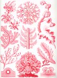 Red Algae (Florideae)
