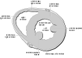 Heart normal short axis echo