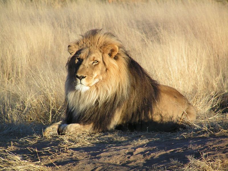 ملف:Lion waiting in Namibia.jpg