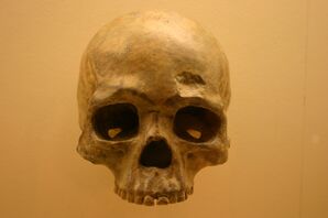 جمجمة كهف ليوجيانگ من National Museum of Natural History