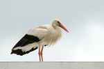 A white stork at Melrose - geograph.org.uk - 854139.jpg