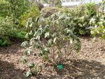 Rhododendron niveum - University of Copenhagen Botanical Garden - DSC07606.JPG
