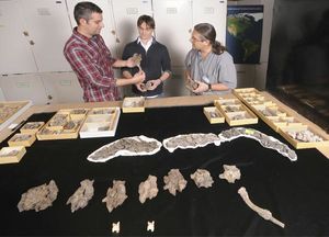 Titanoboa cerrejonensis cientificos.jpg
