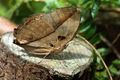 Dry-season, female, underside