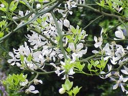 Poncirus trifoliata1.jpg