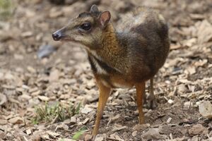Tragulus javanicus jerusalem zoo.jpg