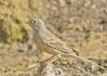 Grey necked Bunting at Rajkot.jpg