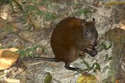 Tasmanian devil