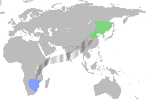 AmurFalconMap.svg