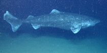 Somniosus microcephalus okeanos.jpg