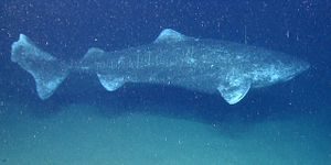 Somniosus microcephalus okeanos.jpg