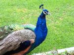 Peacock at Dolores Olmedo Museum.jpg