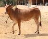 Red Kandhari 01.JPG