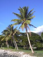 Starr 031209-0059 Cocos nucifera.jpg