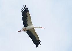 اللقلق رمز إغدير