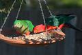 Pair feeding, female on left