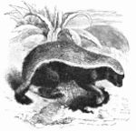 IndianRatelLyd.jpg