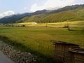 Paddy fields in Manipur