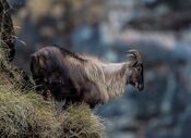 Himalayan Tahr of Kedarnath Wildlife Sanctuar.jpg