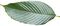 Quercus rex leaf white background.jpg