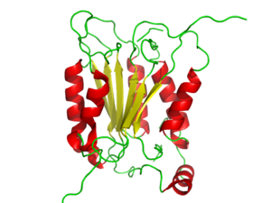 Caspase 1.png