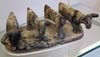 El-Amra cattle british museum.JPG