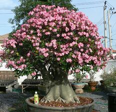 Cultivated specimen in Thailand flowering profusely.
