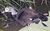 White-winged.wood.duck.arp.jpg