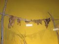 Dried buffalo meat at Finney County Historical Museum in Garden City, Kansas