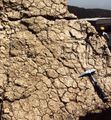 Dessication figures on top of a regressive sequence; Middle liassic, High Atlas, Morocco.