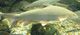 Barbel.jpg