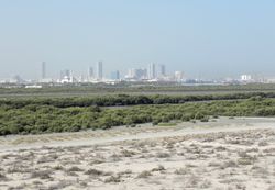 Mangroves near Umm Al Quwain