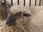 Mouton vendeen02 SDA2011.JPG