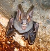 Brown bat