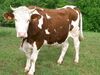 Vache Montbéliarde.jpg