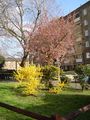 In spring, deciduous plants make chlorophyll and growth recommences.