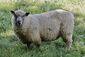 Mouton bleu du Maine, Écomusée du pays de Rennes, France (adjusted).jpg