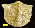 A Devonian spiriferid brachiopod from Ohio that served as a host substrate for a colony of hederellids. The specimen is 5 cm wide.