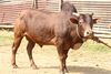 Malenadu Gidda 01.JPG