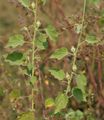 Hibiscus panduriformis in Kawal Wildlife Sanctuary, الهند.
