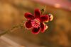 Lingam Flower.jpg
