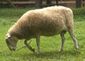 Moorschnucke im Wildfreigehege Bend Grevenbroich 02 b.jpg
