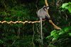 Phayre's Langur, Trachypithecus phayrei in Phu Khieo Wildlife Sanctuary (21134240148).jpg