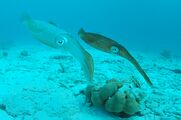 Two Caribbean Reef Squid, Bonaire, Dutch Antilles.jpg
