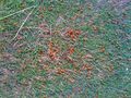 A swarm of ladybirds