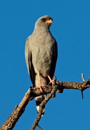 Melierax metabates -Kapama Game Reserve, South Africa-8-4c.jpg