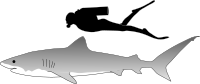 Tiger shark size.svg