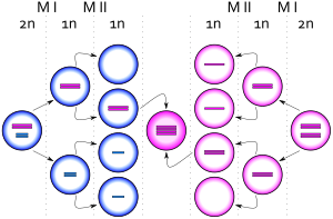 XXXX syndrome.svg