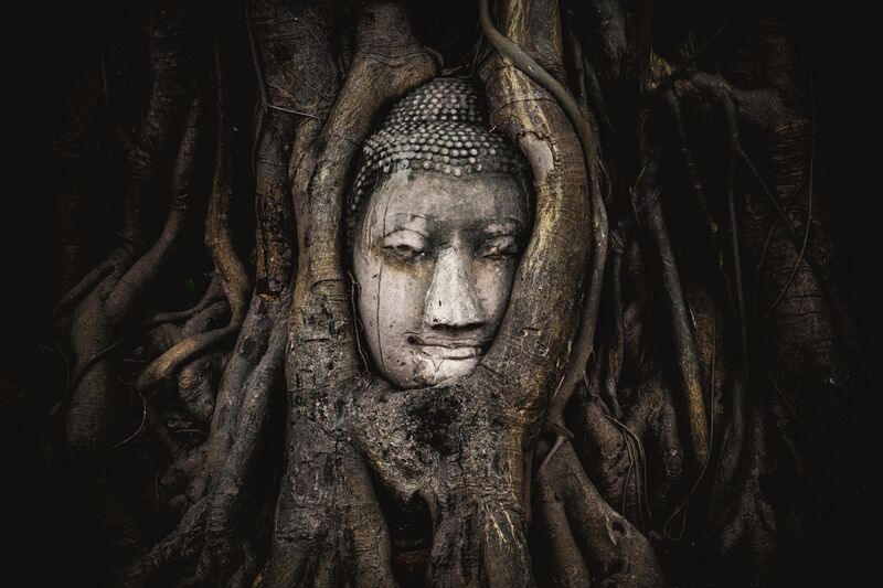 ملف:เศียรพระพุทธรูปในรากโพธิ์.jpg