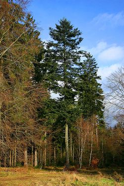 Abies alba Schleus Berg b Suhl ThW Th Dreger.jpg
